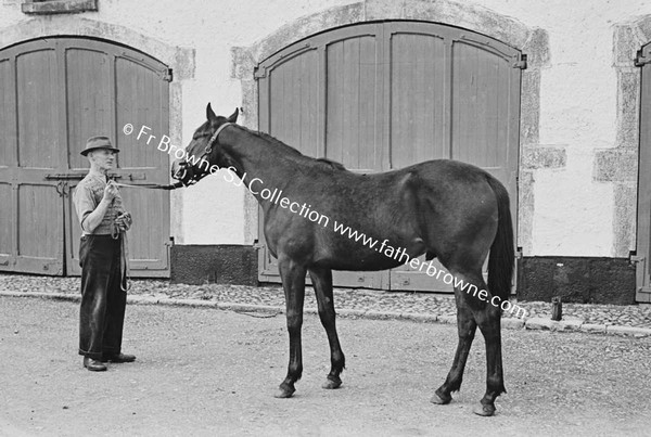 ROCKINGHAM HOUSE   'PANORAMA' COLT